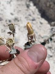 Mentzelia leucophylla