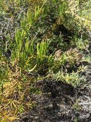 Eriodictyon capitatum