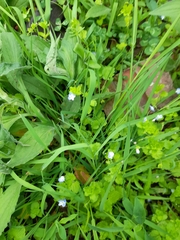 Veronica persica