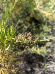 Eriodictyon capitatum