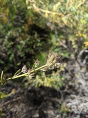 Eriodictyon capitatum