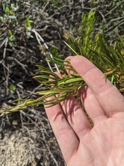 Eriodictyon capitatum