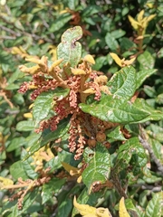 Quercus miquihuanensis