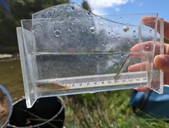 Oncorhynchus gorbuscha