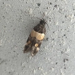 Triclonella determinatella