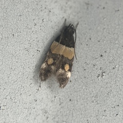 Triclonella determinatella