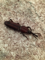 Trachelizini