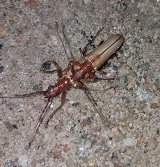 Centrodera decolorata