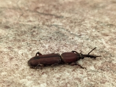 Trachelizini