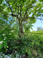 Catalpa bignonioides