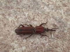 Trachelizini
