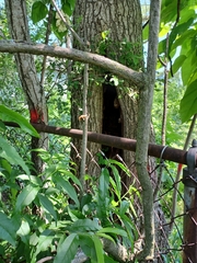 Catalpa bignonioides