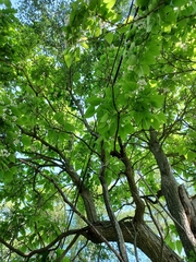 Catalpa bignonioides