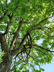 Catalpa bignonioides