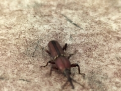 Trachelizini