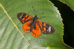 Acraea amicitiae