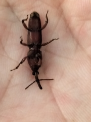 Trachelizini