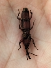 Trachelizini