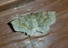 Metarranthis indeclinata