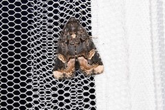 Homophoberia apicosa