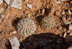 Pediocactus bradyi