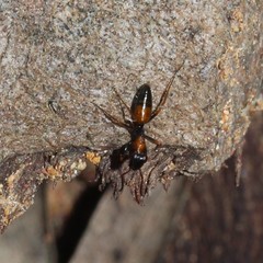 Opisthopsis picta