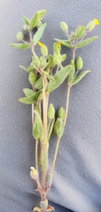 Mimetanthe pilosa