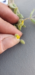 Mimetanthe pilosa