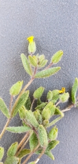 Mimetanthe pilosa