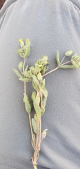 Mimetanthe pilosa