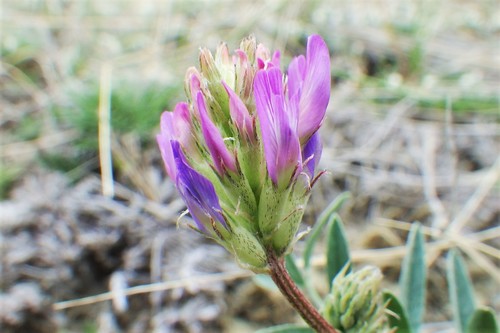 Astragalus laxmannii iNat (3)