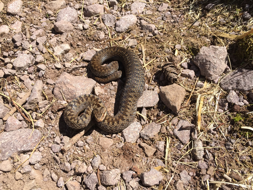 Photo of a European Adder (Vipera berus)