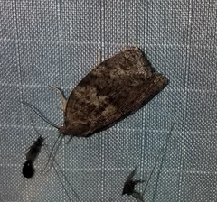 Choristoneura conflictana