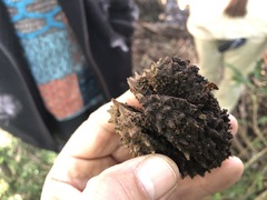 Flindersia australis