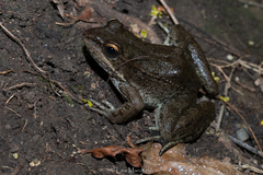 Lithobates zweifeli