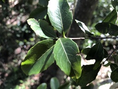 Denhamia bilocularis