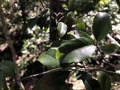 Denhamia bilocularis