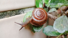 Macrochlamys nitidissima