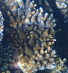 Acropora gemmifera