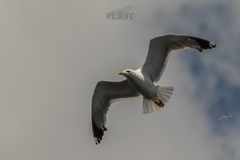 Larus michahellis