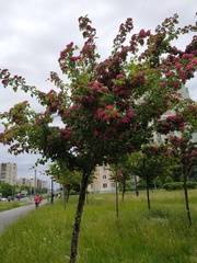 Crataegus