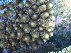 Acropora gemmifera