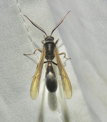 Pseudosphex ichneumonea