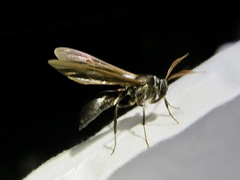 Pseudosphex ichneumonea