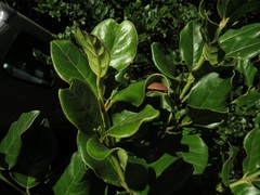 Cassinopsis tinifolia