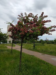 Crataegus
