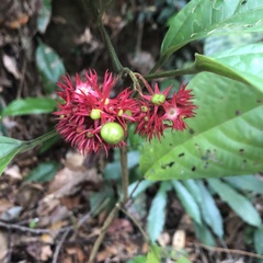 Clerodendrum deflexum