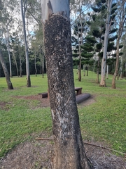 Corymbia tessellaris