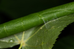 Cosmia trapezina
