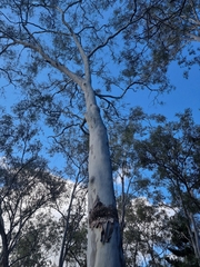 Corymbia tessellaris